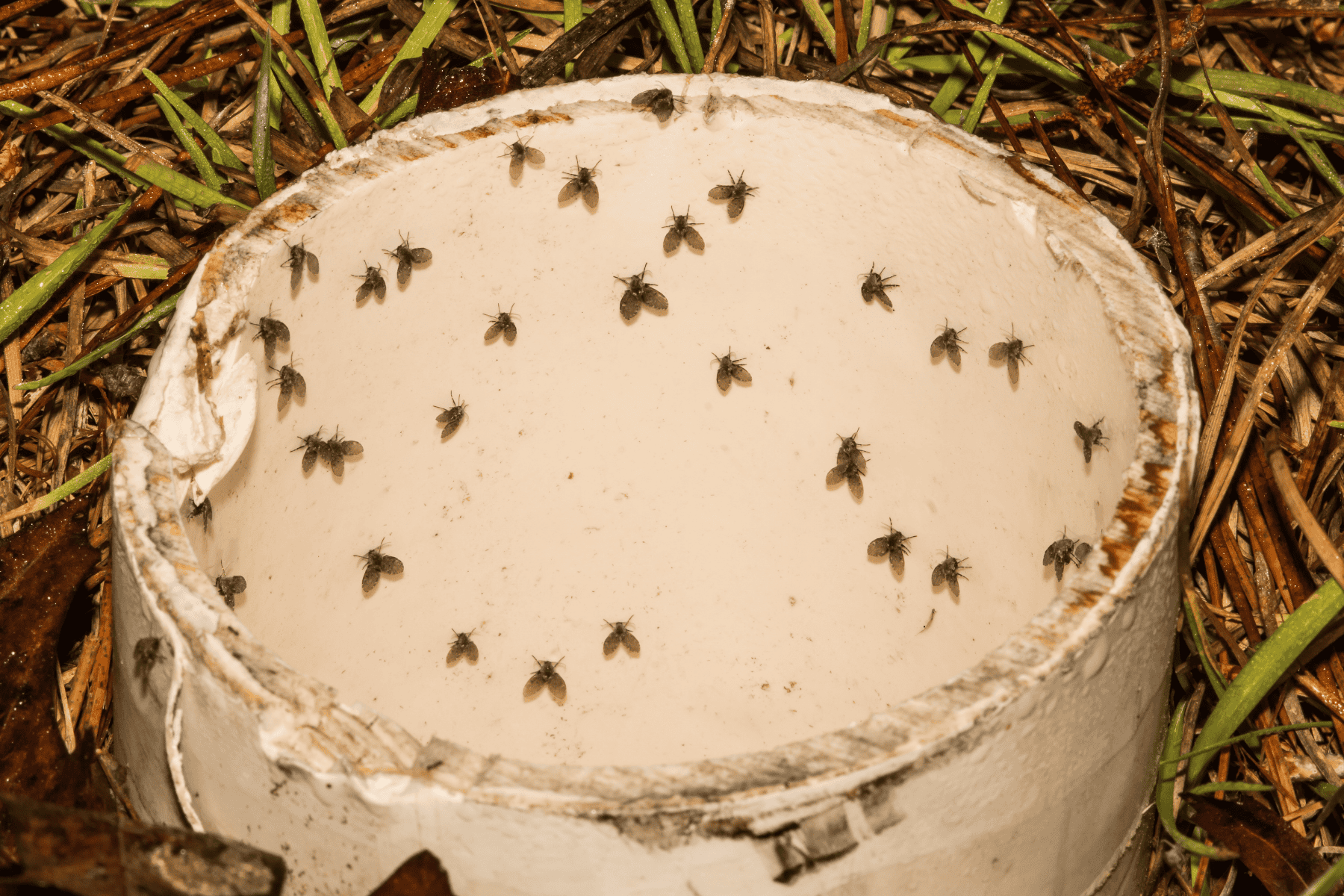 A white cylindrical container with several drain flies inside, surrounded by grass and plant debris—a visual example often seen when practicing effective drain fly control.